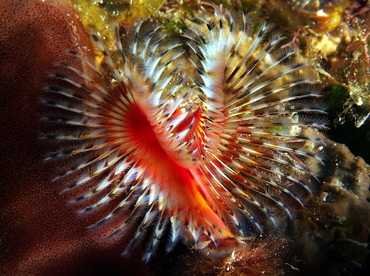 Star Horseshoe Worm - Pomatostegus stellatus - Cozumel, Mexico