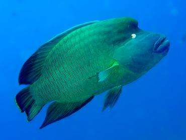 Humphead Wrasse - Cheilinus undulatus - Rangiroa, French Polynesia
