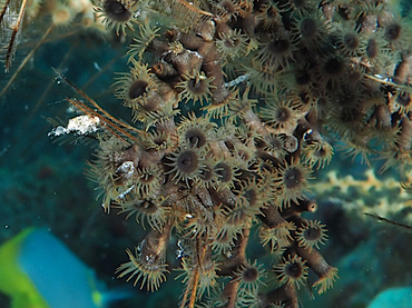 Hydroid Zoanthid - Hydrozoanthus tunicans - Palm Beach, Florida