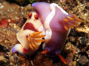 Hypselodoris iba - Hypselodoris iba - Lembeh Strait, Indonesia