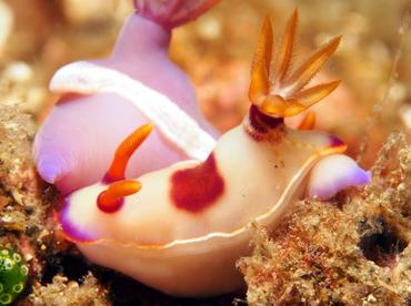 Hypselodoris iba - Hypselodoris iba - Lembeh Strait, Indonesia