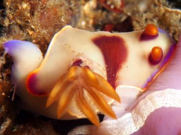 Hypselodoris iba - Hypselodoris iba - Lembeh Strait, Indonesia