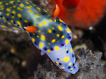 Colorful Hypselodoris - Hypselodoris infucata - Bali, Indonesia
