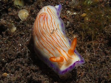 Katherina's Hypselodoris - Hypselodoris katherinae - Bali, Indonesia