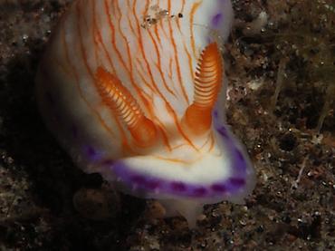 Katherina's Hypselodoris - Hypselodoris katherinae - Bali, Indonesia