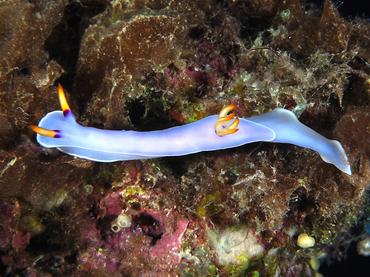 Melanesian Hypselodoris - Hypselodoris melanesica - Great Barrier Reef, Australia