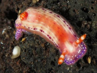Paradise Hypselodoris - Hypselodoris paradisa - Bali, Indonesia