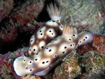 Tryon's Risbecia - Hypselodoris tryoni - Lombok, Indonesia