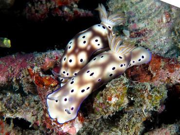 Tryon's Risbecia - Hypselodoris tryoni - Lombok, Indonesia