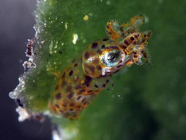 Two-Tone Pygmy Squid - Idiosepius pygmaeus - Komodo, Indonesia