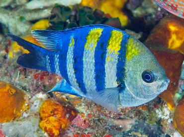Indo-Pacific Sergeant - Abudefduf vaigiensis - Komodo, Indonesia