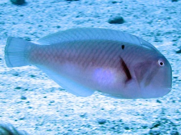 Peacock Razorfish - Iniistius pavo - Maui, Hawaii