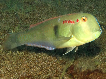 Fivefinger Razorfish - Iniistius pentadactylus - Dumaguete, Philippines