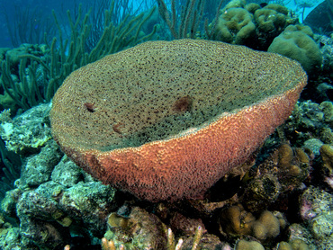 Bell Sponge - Ircinia campana - Bonaire