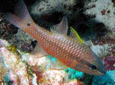 Iridescent Cardinalfish - Pristiapogon kallopterus - Big Island, Hawaii
