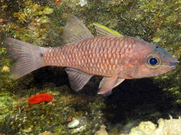 Iridescent Cardinalfish - Pristiapogon kallopterus - Maui, Hawaii