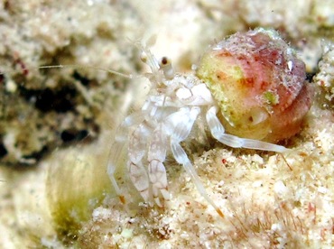 Reticulated Hermit Crab - Iridopagurus reticulatus - Bonaire