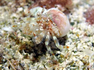 Reticulated Hermit Crab - Iridopagurus reticulatus - British Virgin Islands