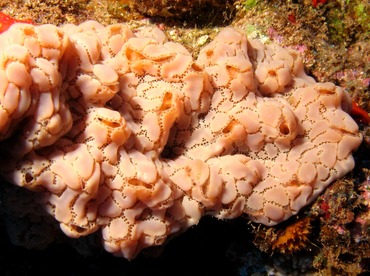 Ivory Tunicate - Aplidium sp. - Lanai, Hawaii