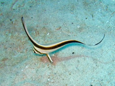 Jackknife Fish - Equetus lanceolatus - Nassau, Bahamas