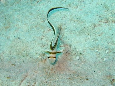 Jackknife Fish - Equetus lanceolatus - Nassau, Bahamas