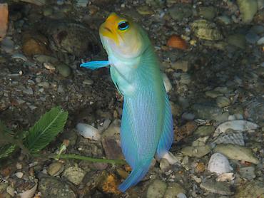 Yellowhead Jawfish - Opistognathus aurifrons - Blue Heron Bridge, Florida