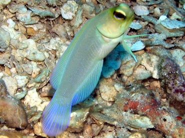 Yellowhead Jawfish - Opistognathus aurifrons - Roatan, Honduras