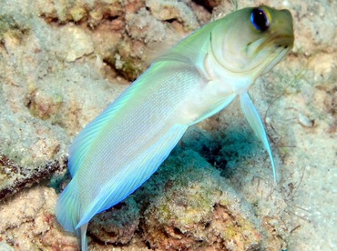 Yellowhead Jawfish - Opistognathus aurifrons - Nassau, Bahamas