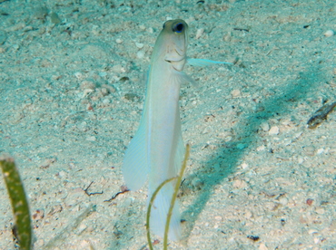 Yellowhead Jawfish - Opistognathus aurifrons - The Exumas, Bahamas