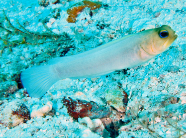Yellowhead Jawfish - Opistognathus aurifrons - Cozumel, Mexico