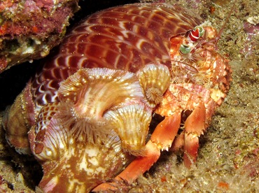 Jeweled Anemone Hermit Crab - Dardanus pedunculatus - Maui, Hawaii