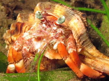 Jeweled Anemone Hermit Crab - Dardanus pedunculatus - Dumaguete, Philippines