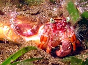 Jeweled Anemone Hermit Crab - Dardanus pedunculatus - Dumaguete, Philippines