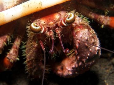 Jeweled Anemone Hermit Crab - Dardanus pedunculatus - Lembeh Strait, Indonesia