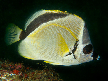 Blacknosed Butterflyfish - Johnrandallia nigrirostris - Cabo San Lucas, Mexico