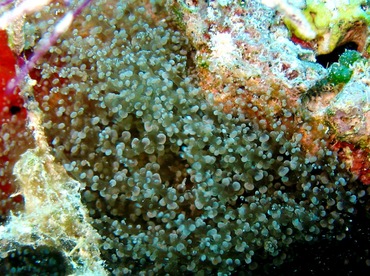 Knobby Anemone - Laviactis lucida - Belize