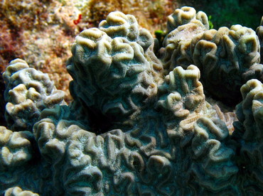 Knobby Brain Coral - Diploria clivosa - Isla Mujeres, Mexico