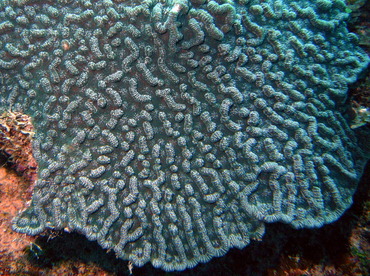 Knobby Cactus Coral - Mycetophyllia aliciae - Nassau, Bahamas