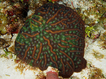 Knobby Cactus Coral - Mycetophyllia aliciae - Cozumel, Mexico
