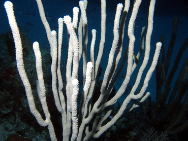 Knobby Sea Rods - Eunicea spp. - Grand Cayman