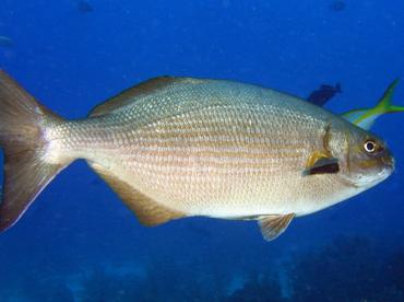 Brassy Chub - Kyphosus vaigiensis - Roatan, Honduras