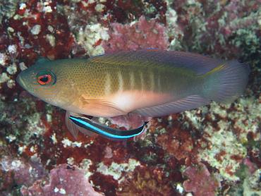 Firetail Dottyback - Labracinus cyclophthalmus - Komodo, Indonesia
