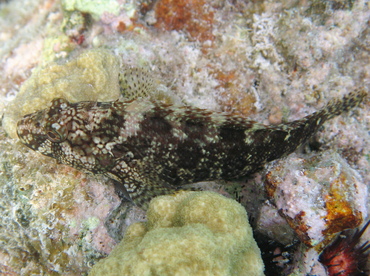 Masquerader Hairy Blenny - Labrisomus conditus - St John, USVI