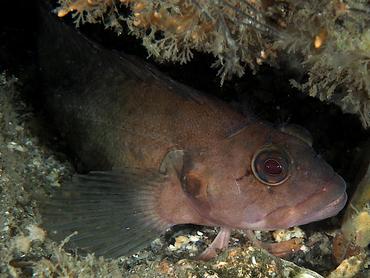 Masquerader Hairy Blenny - Labrisomus conditus - Palm Beach, Florida