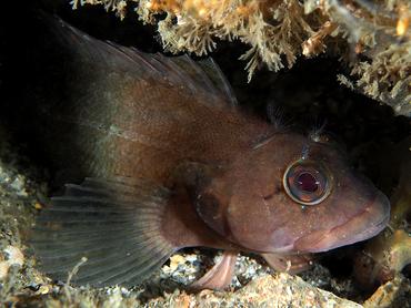 Masquerader Hairy Blenny - Labrisomus conditus - Palm Beach, Florida