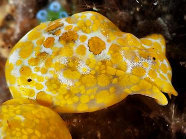 Yellow-Spotted Bubble Snail - Lamprohaminoea evelinae - Bali, Indonesia