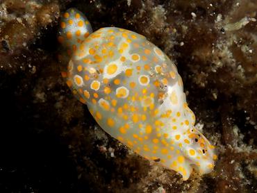 Yellow-Spotted Bubble Snail - Lamprohaminoea evelinae - Bali, Indonesia