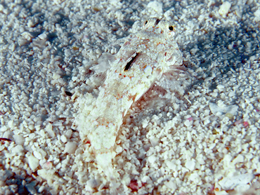 Lancer Dragonet - Callionymus bairdi - Cozumel, Mexico