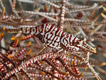 Leopard Crinoid Shrimp - Laomenes pardus - Bali, Indonesia