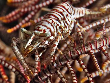 Leopard Crinoid Shrimp - Laomenes pardus - Bali, Indonesia